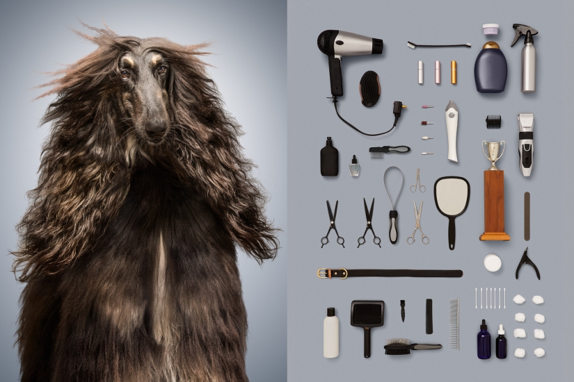 Dogs and their possessions: American revealed the essence of a dog's life