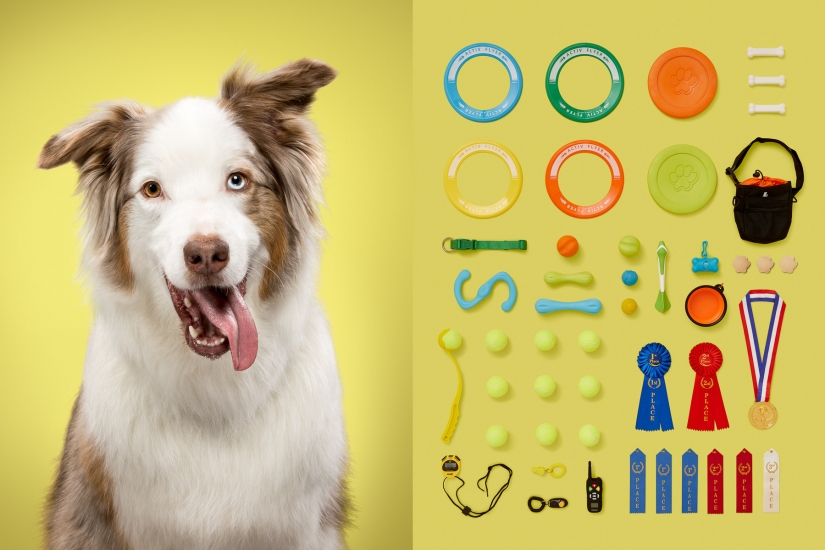 Dogs and their possessions: American revealed the essence of a dog's life