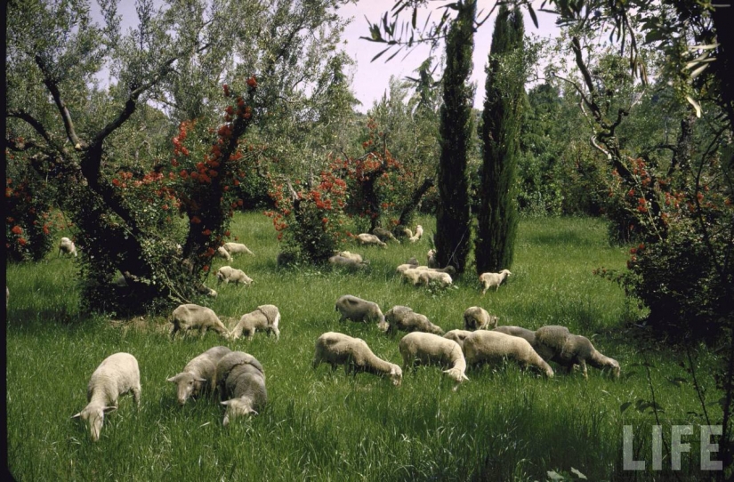 Dolce Vita: no identificado foto de una joven Sophia Loren en Villa de lujo Dolce Vita: no identificado foto de una joven Sophia Loren en Villa de lujo