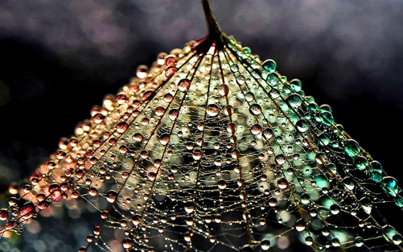 Drop by drop: macrophoto Evelina Blagoevo