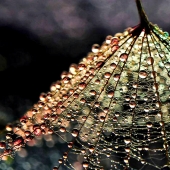 Drop by drop: macrophoto Evelina Blagoevo