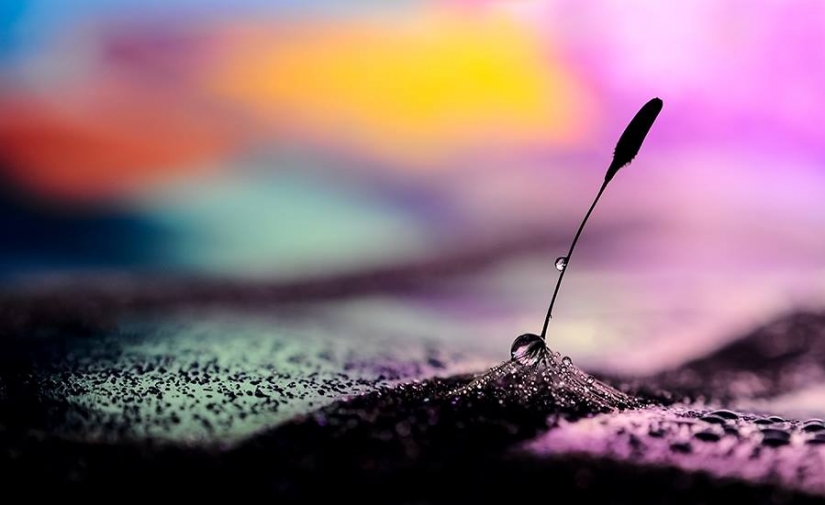 Drop by drop: macrophoto Evelina Blagoevo