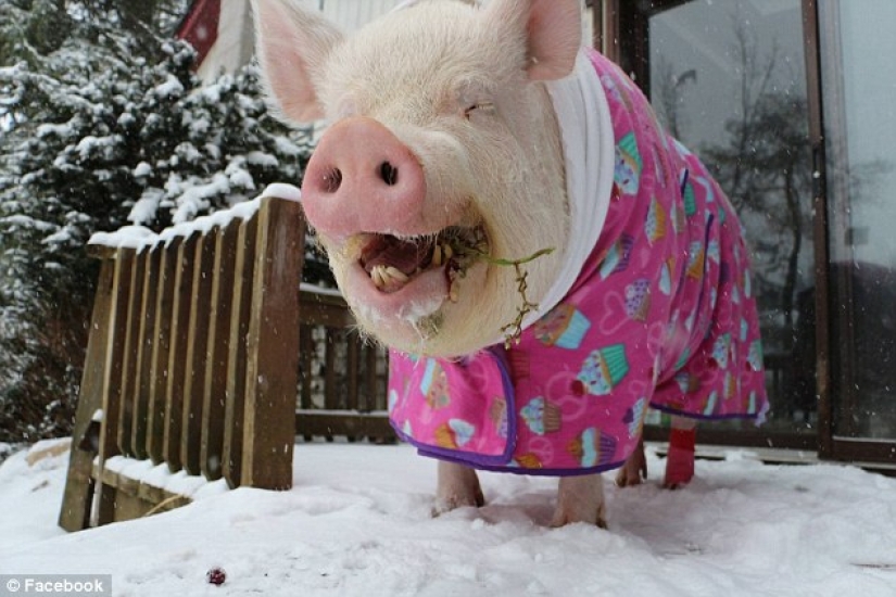 "Dwarf" pig grew to 300 pounds, forcing the owners to buy a new house