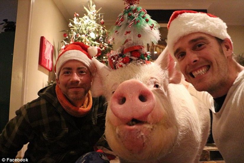 "Dwarf" pig grew to 300 pounds, forcing the owners to buy a new house