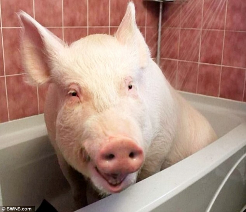 "Dwarf" pig grew to 300 pounds, forcing the owners to buy a new house