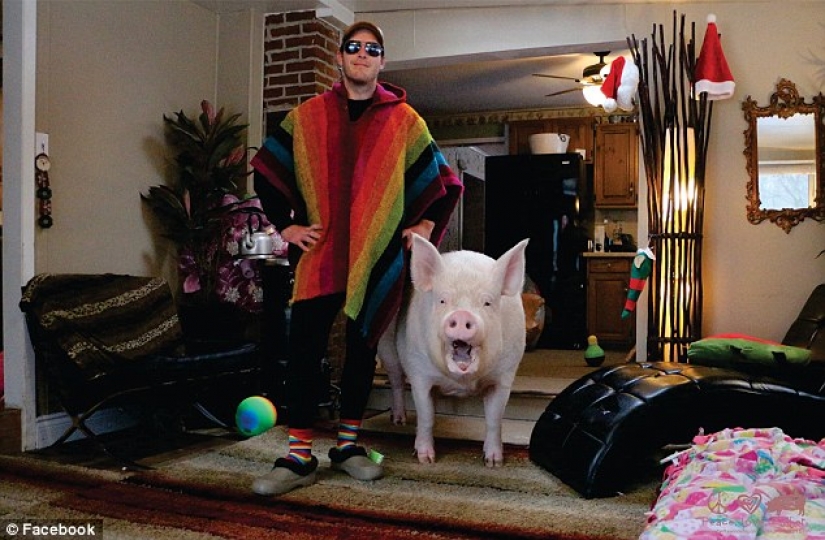 "Dwarf" pig grew to 300 pounds, forcing the owners to buy a new house