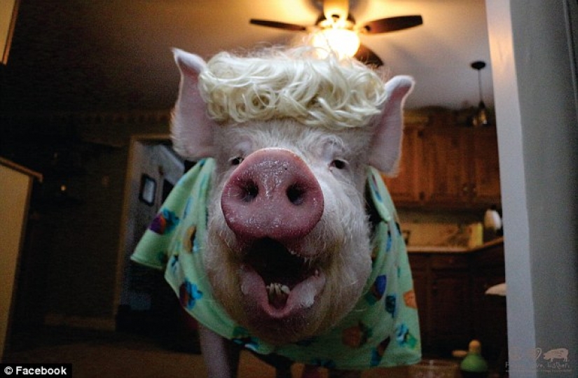 "Dwarf" pig grew to 300 pounds, forcing the owners to buy a new house