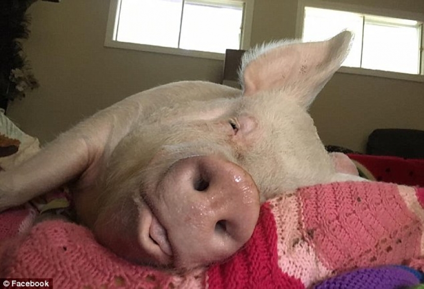 "Dwarf" pig grew to 300 pounds, forcing the owners to buy a new house