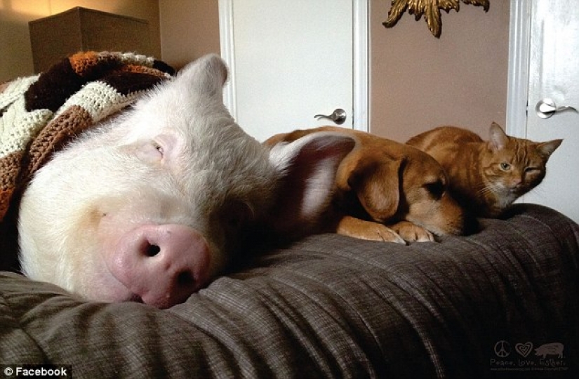 "Dwarf" pig grew to 300 pounds, forcing the owners to buy a new house
