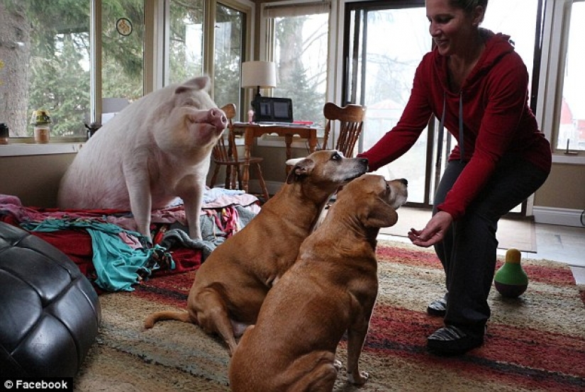 "Dwarf" pig grew to 300 pounds, forcing the owners to buy a new house