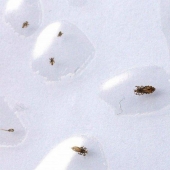 El 25 la mayoría de los insectos peligrosos del planeta El 25 la mayoría de los insectos peligrosos del planeta