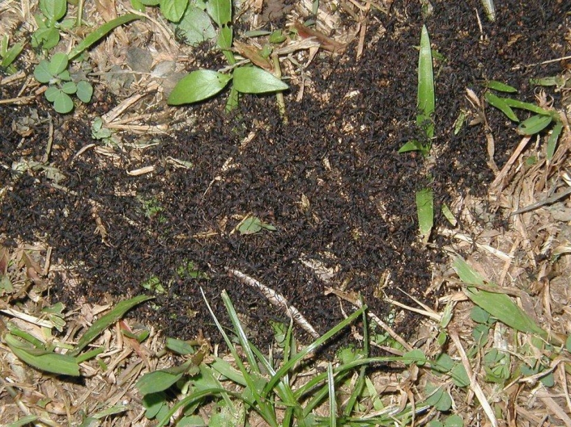 El 25 la mayoría de los insectos peligrosos del planeta