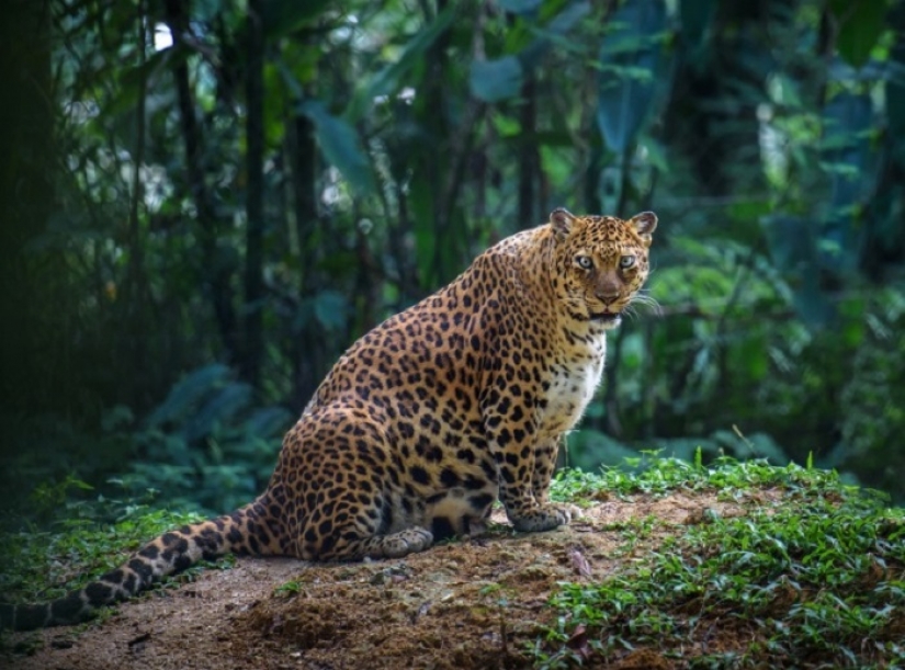 El Abdomen de la casa: un sinfín de Milota embarazada animales