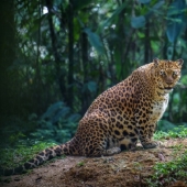 El Abdomen de la casa: un sinfín de Milota embarazada animales