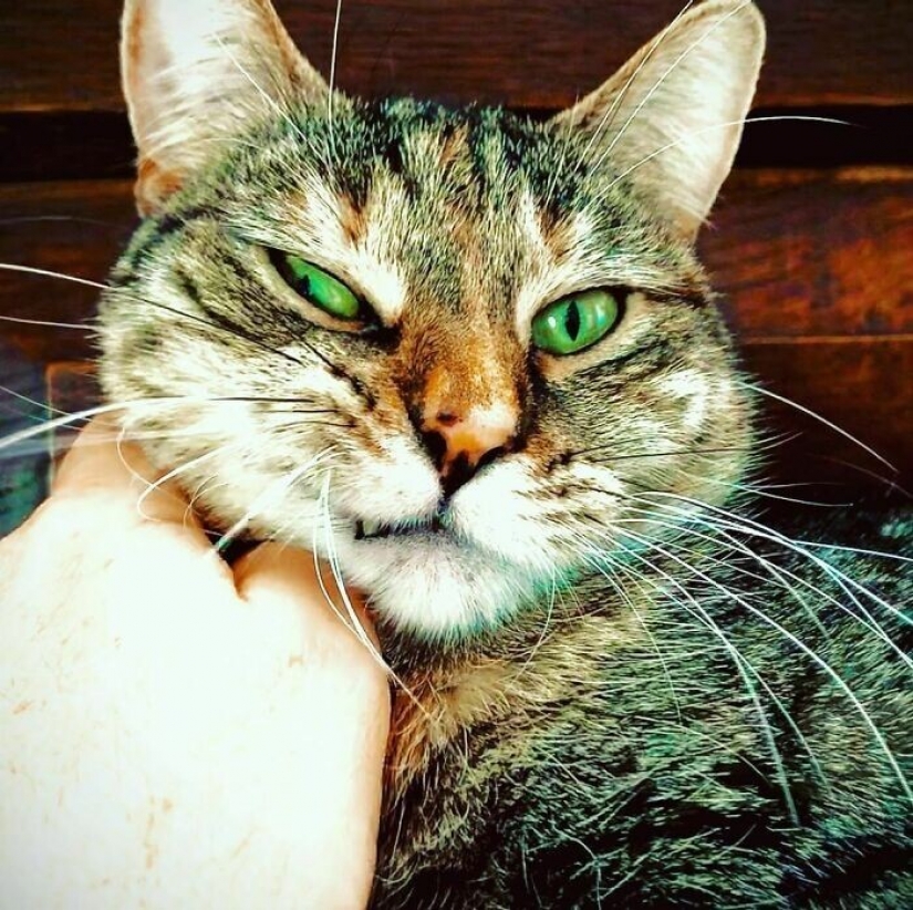 El Actor Ricky Gervais pensado para llevar al gato a la sobreexposición, pero ella cambió sus planes El Actor Ricky Gervais pensado para llevar al gato a la sobreexposición, pero ella cambió sus planes