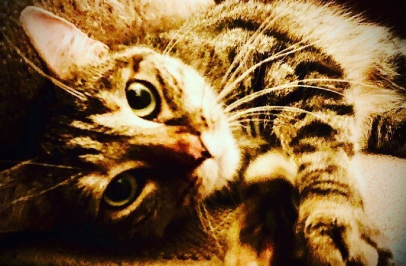 El Actor Ricky Gervais pensado para llevar al gato a la sobreexposición, pero ella cambió sus planes El Actor Ricky Gervais pensado para llevar al gato a la sobreexposición, pero ella cambió sus planes