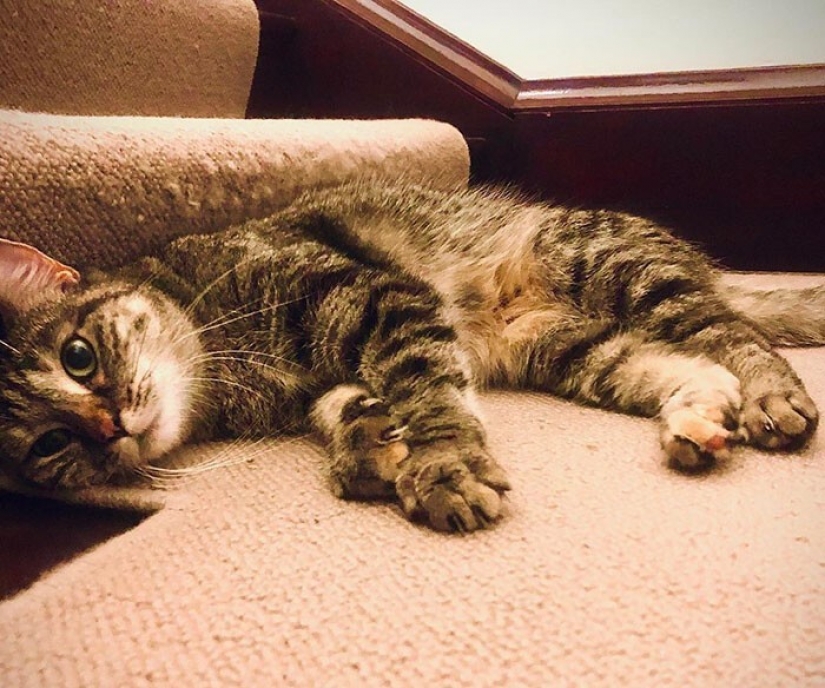 El Actor Ricky Gervais pensado para llevar al gato a la sobreexposición, pero ella cambió sus planes El Actor Ricky Gervais pensado para llevar al gato a la sobreexposición, pero ella cambió sus planes