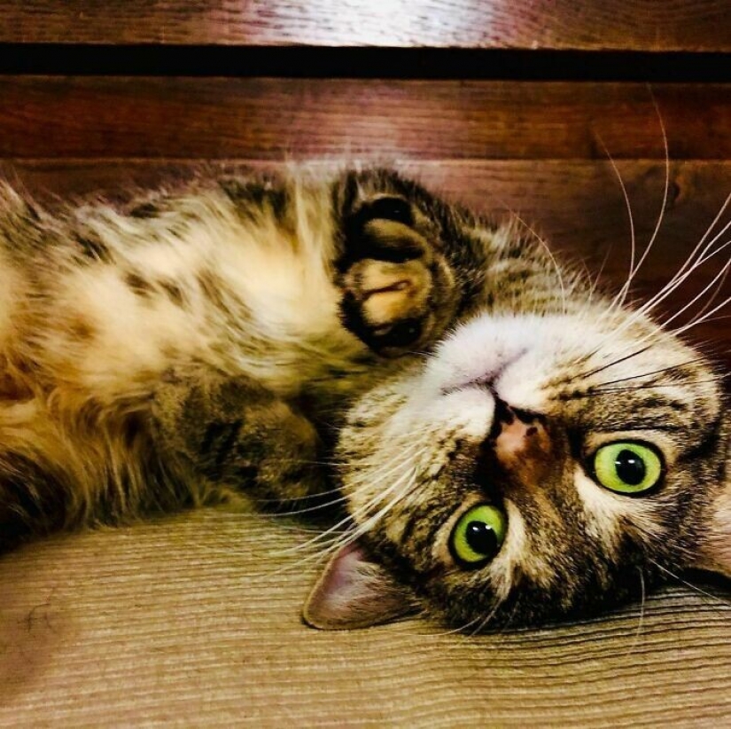 El Actor Ricky Gervais pensado para llevar al gato a la sobreexposición, pero ella cambió sus planes El Actor Ricky Gervais pensado para llevar al gato a la sobreexposición, pero ella cambió sus planes