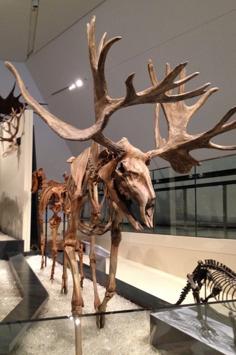 El chico de Canadá recibió un regalo de Navidad propio pie