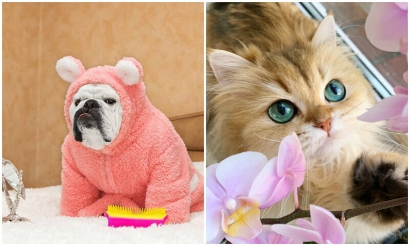 El cálculo de las ganancias de los mejor pagados Mascotas de Instagram?