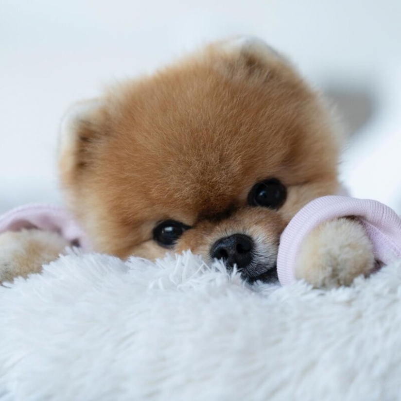 El cálculo de las ganancias de los mejor pagados Mascotas de Instagram?