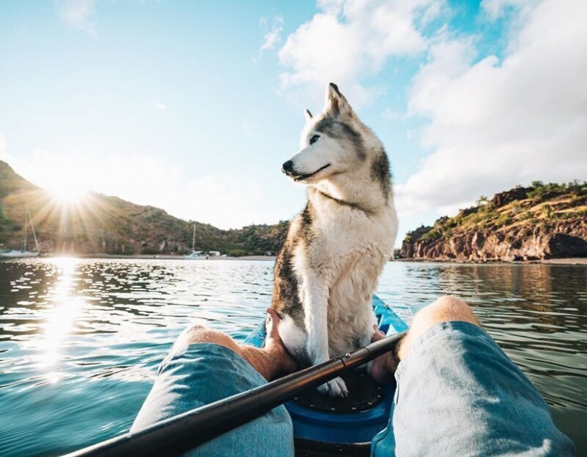 El cálculo de las ganancias de los mejor pagados Mascotas de Instagram?