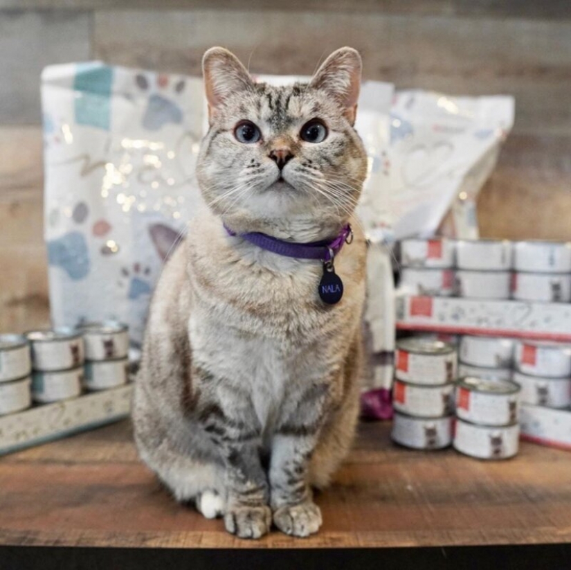 El cálculo de las ganancias de los mejor pagados Mascotas de Instagram?