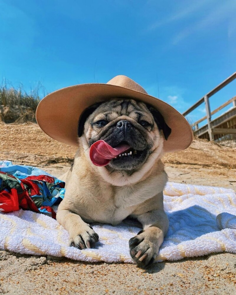 El cálculo de las ganancias de los mejor pagados Mascotas de Instagram?