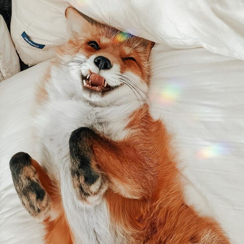 El cálculo de las ganancias de los mejor pagados Mascotas de Instagram?