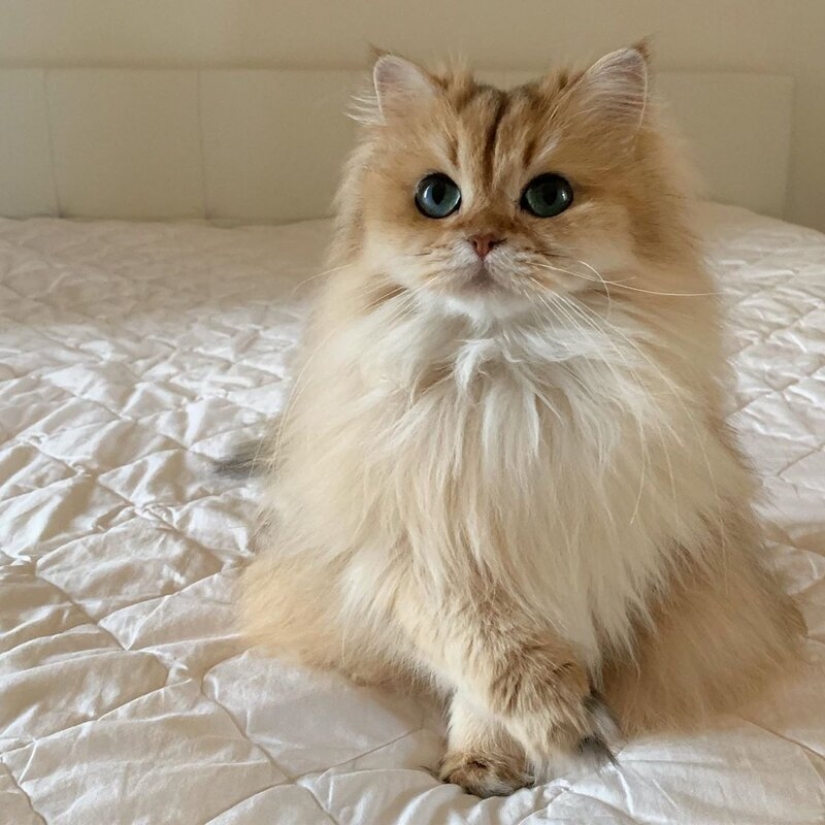 El cálculo de las ganancias de los mejor pagados Mascotas de Instagram?