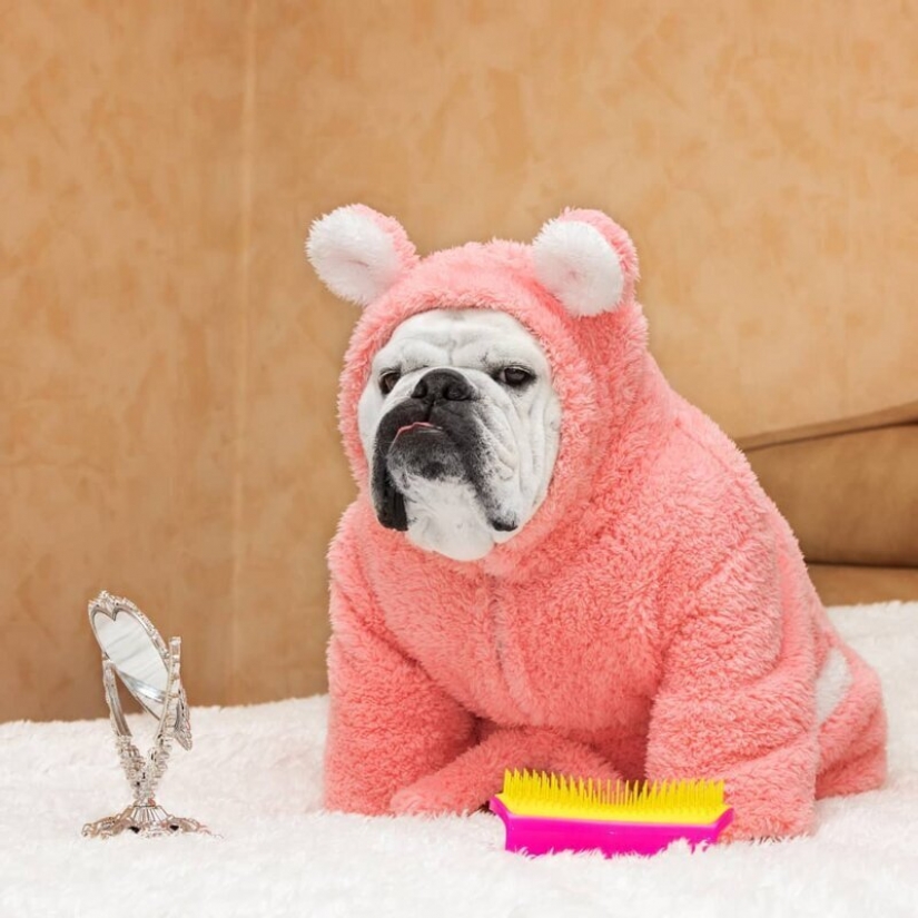 El cálculo de las ganancias de los mejor pagados Mascotas de Instagram?