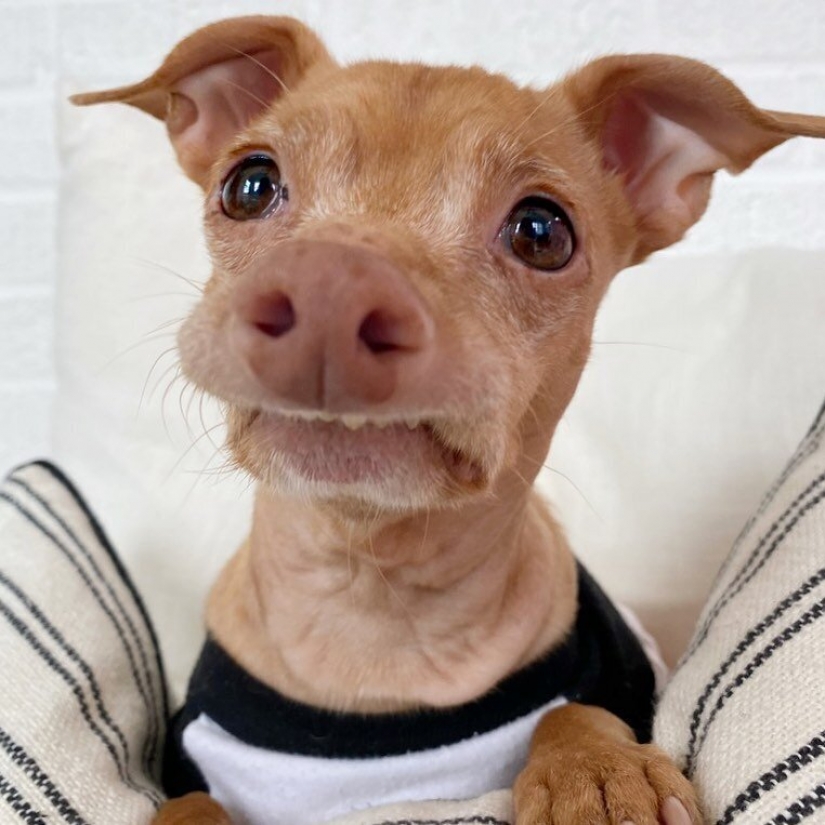 El cálculo de las ganancias de los mejor pagados Mascotas de Instagram?