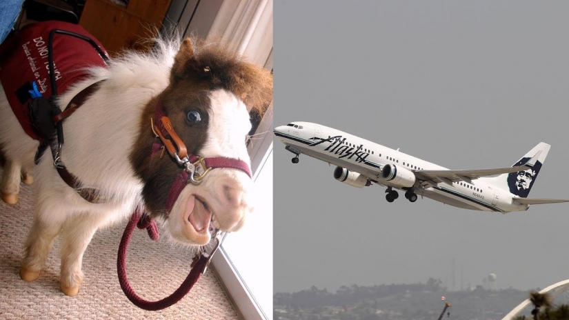 El Departamento de transporte de EE.UU. se permite llevar a Bordo de un mini-caballos