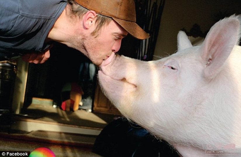 "El enano", de cerdo aumentó a 300 libras, obligando a los propietarios para comprar una casa nueva