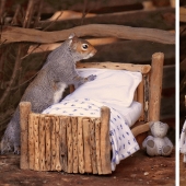 El fotógrafo hizo un lugar para las ardillas en su jardín