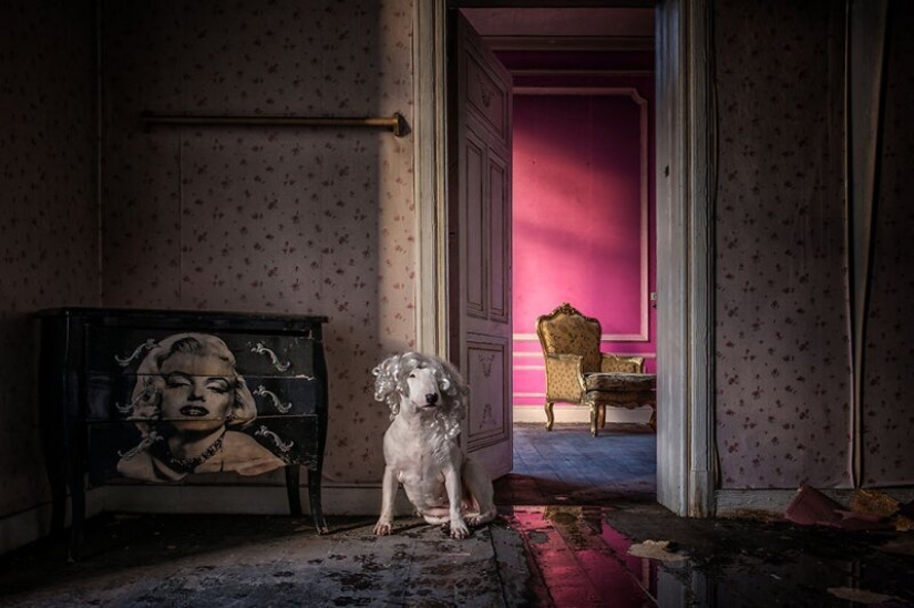 El fotógrafo y su pit bull hablar acerca de las reglas de la vida en el coronavirus