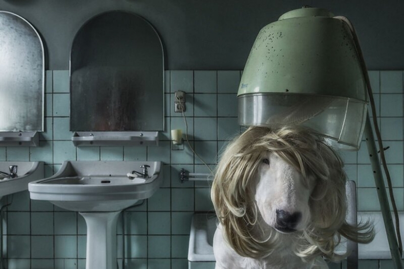 El fotógrafo y su pit bull hablar acerca de las reglas de la vida en el coronavirus