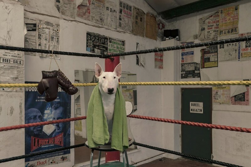 El fotógrafo y su pit bull hablar acerca de las reglas de la vida en el coronavirus