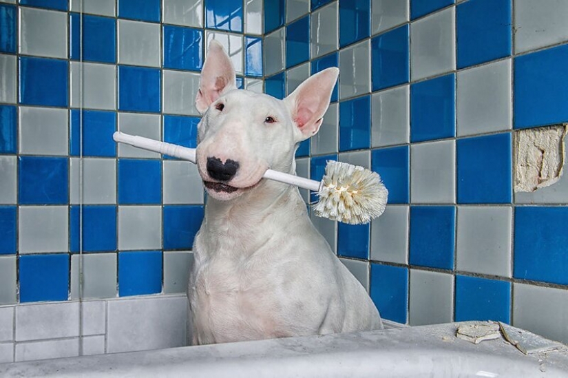 El fotógrafo y su pit bull hablar acerca de las reglas de la vida en el coronavirus