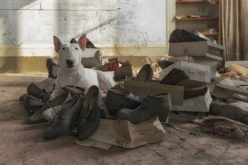 El fotógrafo y su pit bull hablar acerca de las reglas de la vida en el coronavirus