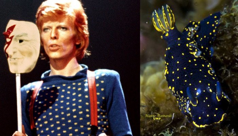 El gran David Bowie y sus homólogos, babosas de mar