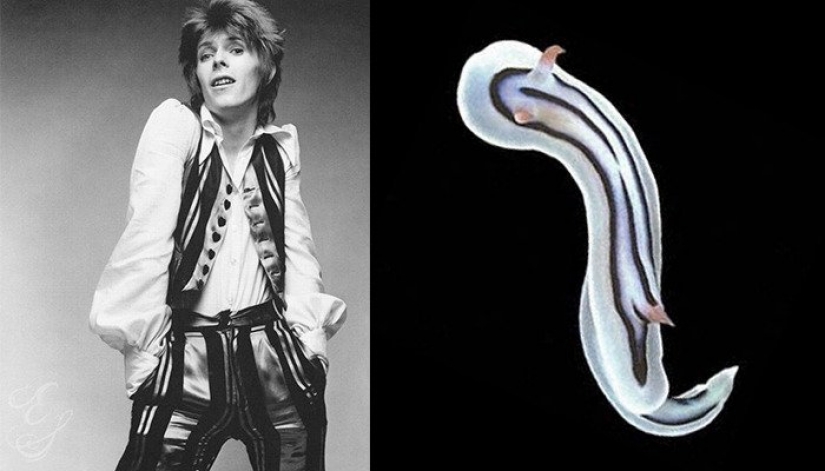 El gran David Bowie y sus homólogos, babosas de mar