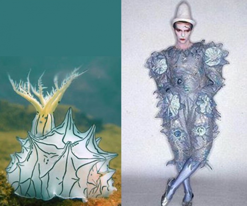 El gran David Bowie y sus homólogos, babosas de mar