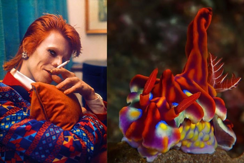 El gran David Bowie y sus homólogos, babosas de mar