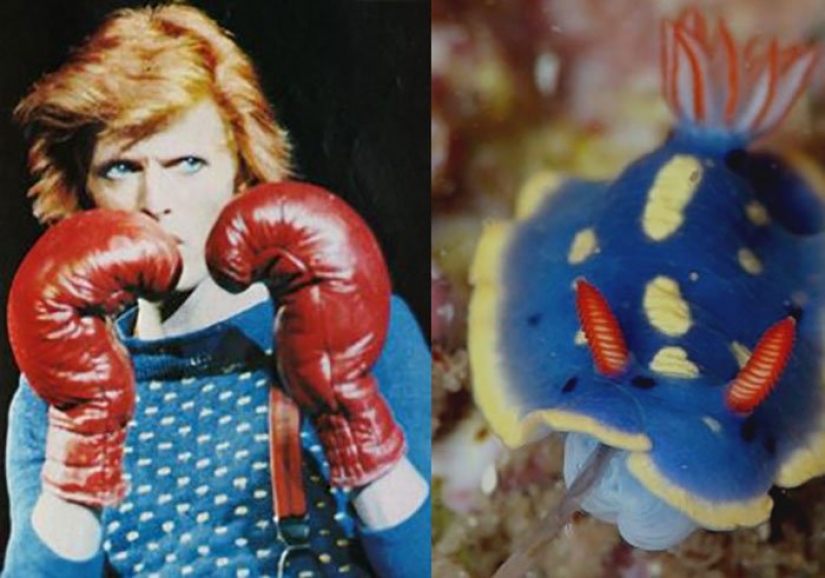 El gran David Bowie y sus homólogos, babosas de mar