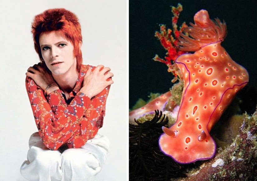 El gran David Bowie y sus homólogos, babosas de mar