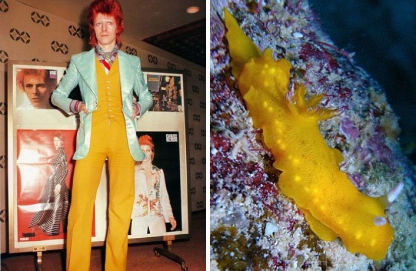 El gran David Bowie y sus homólogos, babosas de mar