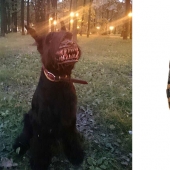 El hocico, que va a hacer el mejor perro en un monstruo sediento de sangre