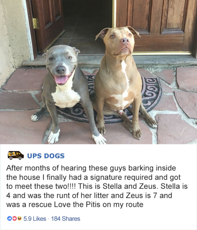 El mejor pen PAL: cómo los perros nos saludó carteros