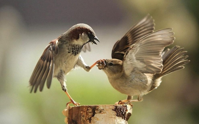 El más absurdo de los impuestos en el mundo